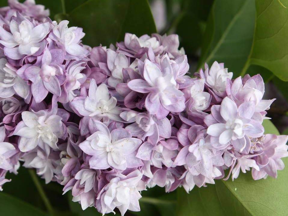 ''Taras Buļba'' Syringa vulgaris